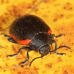 Chrysolina gypsophilae